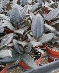 2" Ficus Rubber Burgundy